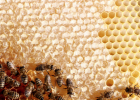 蜂蜜都结晶吗 钓鱼加蜂蜜好吗 孕妇豆浆可以加蜂蜜吗 南宁蜂蜜价格 黑芝麻粉和蜂蜜