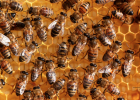 蜂蜜硬块 北京百花蜂蜜价格 柠檬蜂蜜减肥茶 酸枣泡蜂蜜 勐腊蜂蜜