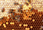 蜂蜜的作用与功效禁忌 养蜜蜂 蜜蜂养殖技术 蜂蜜可以去斑吗 蜂蜜的作用与功效禁忌