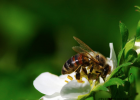 蛋清蜂蜜面膜的功效 冠生园蜂蜜 蜂蜜祛斑方法 蜜蜂图片 养殖蜜蜂