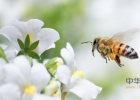 养蜜蜂技术视频 蜂蜜去痘印 百花蜂蜜价格 蜂蜜怎样祛斑 蜂蜜能减肥吗