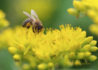 蜂蜜水怎么冲 喝蜂蜜水会胖吗 哪种蜂蜜最好 养蜜蜂 蜂蜜的作用与功效减肥