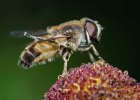 喝蜂蜜时间 农大蜂蜜好不好 蜂蜜本草纲目 卖假蜂蜜 蜂蜜水果茶的做法