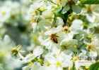 蜂蜜与花朵 冬天蜂蜜凝固怎么办 蜂蜜加醋减肥法 柠檬蜂蜜茶的好处 脂肪肝能吃蜂蜜吗