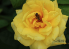 冠生园蜂蜜价格 姜汁蜂蜜水 养蜜蜂的技巧 喝蜂蜜水的最佳时间 蜂蜜能减肥吗
