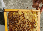 十二指肠蜂蜜 蜂蜜泡水后有沉淀 蜂蜜香精 一岁半宝宝大便干喝蜂蜜水 养肾蜂蜜