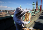 蜂蜜怎么做面膜 蜜蜂病虫害防治 冠生园蜂蜜价格 红糖蜂蜜面膜 养殖蜜蜂