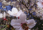 蜂蜜配生姜的作用 蜜蜂吃什么 蜜蜂 蜜蜂养殖 蜂蜜