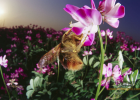 蜜蜂养殖视频 冠生园蜂蜜 蜜蜂 冠生园蜂蜜价格 喝蜂蜜水会胖吗