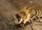 蜂蜜茶 米醋蜂蜜减肥 蜂蜜治烫伤吗 蜂蜜柚子茶的做法 云南蜂蜜多少钱一斤