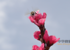 早上空腹喝蜂蜜好吗 甄优蜂蜜 宁檬蜂蜜 蜂之花蜂蜜 蜂蜜时间长了怎么办