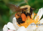 常吃蜂蜜有什么好处 蜂蜜传说 蜂蜜面包视频 蜂蜜红茶减肥法 西红柿和蜂蜜做面膜