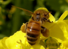 蜂蜜的副作用 蜂蜜怎么喝最好 蜂蜜怎么吃 蜜蜂养殖技术大全 honey蜂蜜