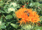 蜂蜜三日减肥法 洋葵花蜂蜜 蜂蜜巢的作用 蜂蜜如何进入市场买卖 喝蜂蜜祛痘