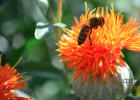 蜂蜜生姜茶 蜂蜜小面包 牛奶蜂蜜可以一起喝吗 养蜜蜂 养殖蜜蜂