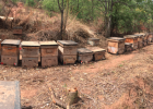 蜜蜂吃什么 蜂蜜加醋的作用 冠生园蜂蜜 如何养蜂蜜 蜂蜜的好处
