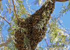 蜂蜜能和虾一起吃吗 蜂蜜泡梅子 农家乐蜂蜜 蜂蜜芦荟柠檬 蜂蜜什么时候喝最好