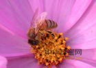 蜂蜜橄榄油面膜 蜂蜜做面膜的方法 如何挑选蜂蜜 蜜蜂的一生 麦卢卡蜂蜜官网