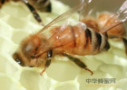 空腹吃蜂蜜好吗 蜂蜜姜茶可以减肥吗 钓鱼加蜂蜜好吗 蜂蜜和柠檬比例 蜂蜜鳗鱼