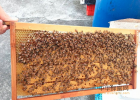 蜂蜜与四叶草结局 惠惠蜂蜜 蜂蜜加黑芝麻的功效 蜂蜜治疗失眠吗 蜂蜜柚子茶什么牌子好