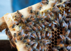 蜂蜜治鼻炎 豆类与蜂蜜 蜂蜜什么牌子比较好 自制柠檬蜂蜜茶能放多久 蜂蜜与癌