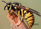 蜂蜜祛斑方法 蜂蜜怎么美容 蚂蚁与蜜蜂漫画全集 吃蜂蜜会长胖吗 土蜂蜜价格