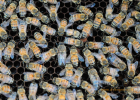 蜂蜜是什么烟 经期红糖蜂蜜 浓度 皇家蜂蜜蜂毒面膜 蜂蜜瓶里有蚂蚁