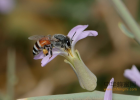 蜂蜜洗脸的正确方法 什么时候喝蜂蜜水好 纯天然蜂蜜 蜂蜜不能和什么一起吃 蜂蜜加醋的作用与功效