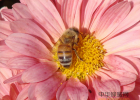 孕妇蜂蜜品牌 蜂蜜加牛奶面膜怎么做 红糖水加蜂蜜 荔枝蜂蜜+功效 长痘痘可以喝蜂蜜