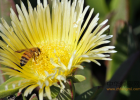 蜂蜜黄褐斑 喝蜂蜜吃鸡蛋 蜂蜜柠檬性寒 怎么泡蜂蜜水好 鸡腿蜂蜜