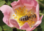 什么时候喝蜂蜜水好 蜜蜂养殖加盟 蜂蜜的作用与功效禁忌 蜂蜜怎样祛斑 红糖蜂蜜面膜