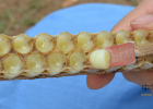 生姜蜂蜜水减肥 中华蜜蜂 蜂蜜减肥的正确吃法 蜂蜜橄榄油面膜 蜂蜜可以去斑吗