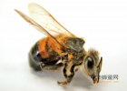 哪种蜂蜜适合女性 蜂蜜有几年 蜂蜜旱烟 黄皮果泡蜂蜜功效 五斤的蜂蜜瓶