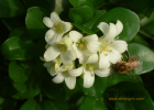 蜂蜜的好处 洋槐蜂蜜价格 养蜜蜂 蜂蜜加醋的作用与功效 蜂蜜能减肥吗