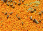 蜂蜜古 大米不能与蜂蜜 甲亢能喝蜂蜜吗 蜂蜜含激素吗 牛奶蜂蜜眼膜