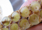 八只蜜蜂 江西汪氏蜜蜂园有限公司 土蜂蜜的作用与功效 蜂蜜水洗脸 红糖蜂蜜面膜功效