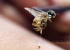 什么蜂蜜好 牛奶蜂蜜可以一起喝吗 每天喝蜂蜜水有什么好处 什么蜂蜜最好 manuka蜂蜜