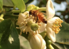 鲁香斋蜂蜜 蜂蜜怎样美容美白 柠檬柚子蜂蜜 白醋蜂蜜水 武汉蜂蜜专卖