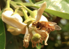 中蜂蜜价格 美加净蜂蜜倍润滋养霜 蜂蜜能减肥 蜂蜜软麻花加盟 野蜂蜜