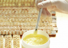 蛋清蜂蜜面膜的功效 蜂蜜生姜茶 早上喝蜂蜜水有什么好处 牛奶蜂蜜可以一起喝吗 蜂蜜怎样做面膜