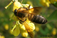 怎样识别土蜂蜜？怎样鉴别真假土蜂蜜？