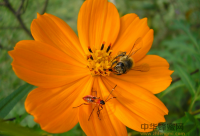 蜂蜜是碱性的天然营养品