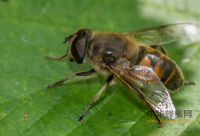 川贝母粉跟蜂蜜真的能治逗逗吗