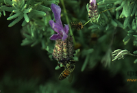 什么是蜂蜡 蜂蜡含有哪些成分有什么用途