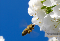 10种最有利于排便的蜂蜜吃法