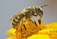什么是土蜂蜜？蜂王浆？