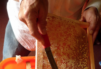 家庭养蜂技术之蜂群秋冬季管理要点