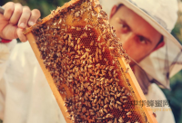 蜂蜜减肥法3天减6斤方法步骤