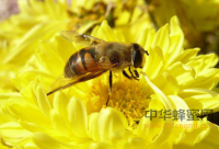 每天喝枸杞蜂蜜水有什么好处？