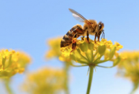 怎样吃蜂蜜才能让其营养翻倍 怎样吃蜂蜜营养价值更高